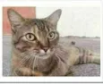 JULLY
