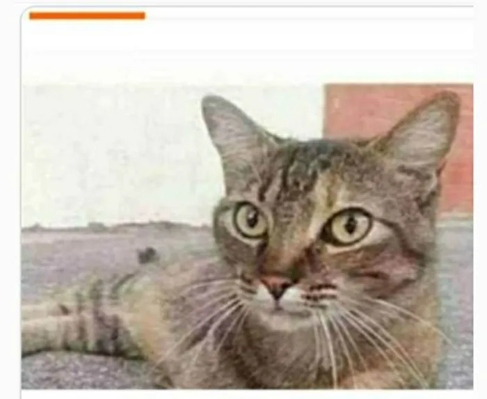 Gato ra a srd tigradinha  idade 4 anos nome JULLY