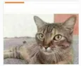 JULLY