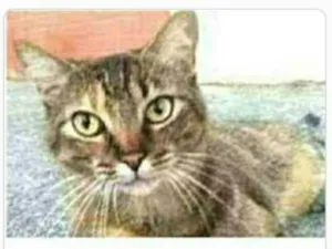 Gato raça srd tigradinha  idade 4 anos nome JULLY