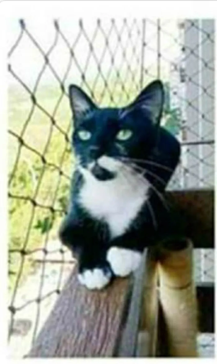 Gato ra a srd frajolinha  idade 1 ano nome ELISA 