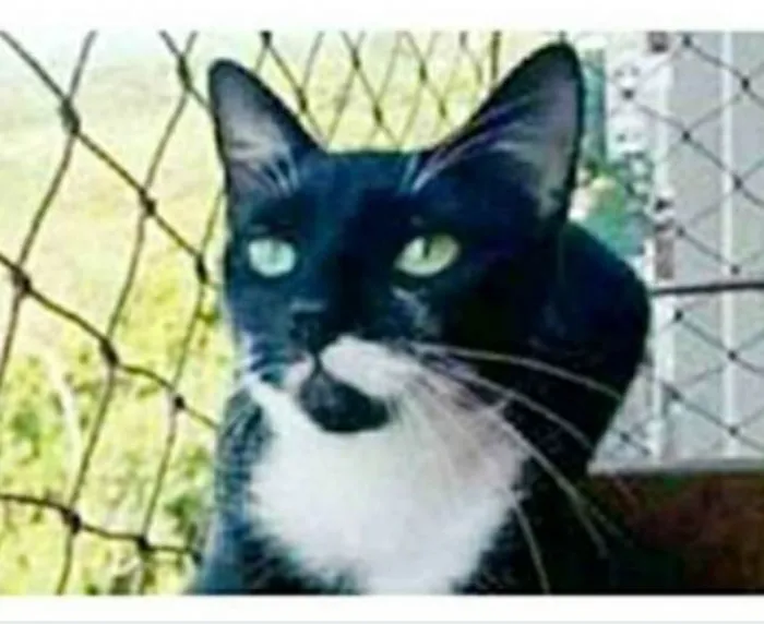 Gato ra a srd frajolinha  idade 1 ano nome ELISA 