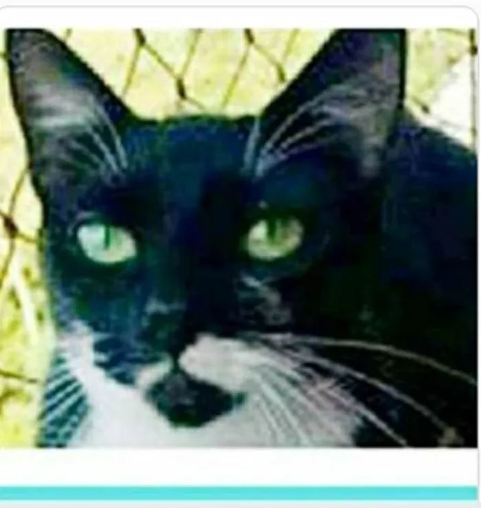 Gato ra a srd frajolinha  idade 1 ano nome ELISA 
