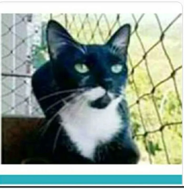 Gato ra a srd frajolinha  idade 1 ano nome ELISA 