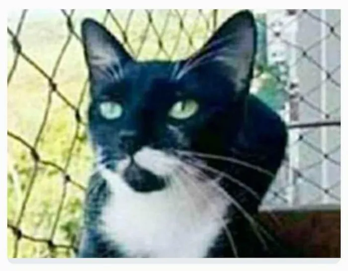 Gato ra a srd frajolinha  idade 1 ano nome ELISA 