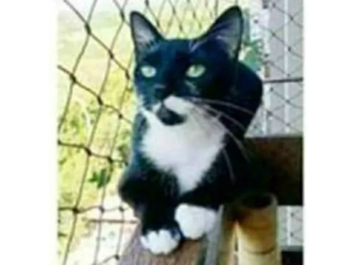 Gato ra a srd frajolinha  idade 1 ano nome ELISA 