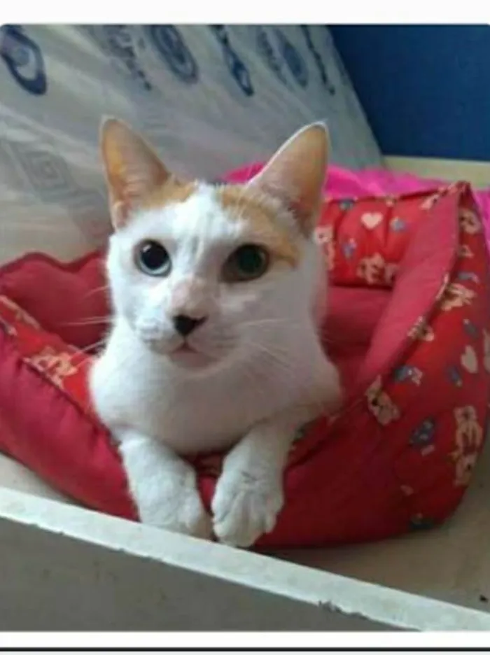Gato ra a srd tricolor idade 1 ano nome EMMA