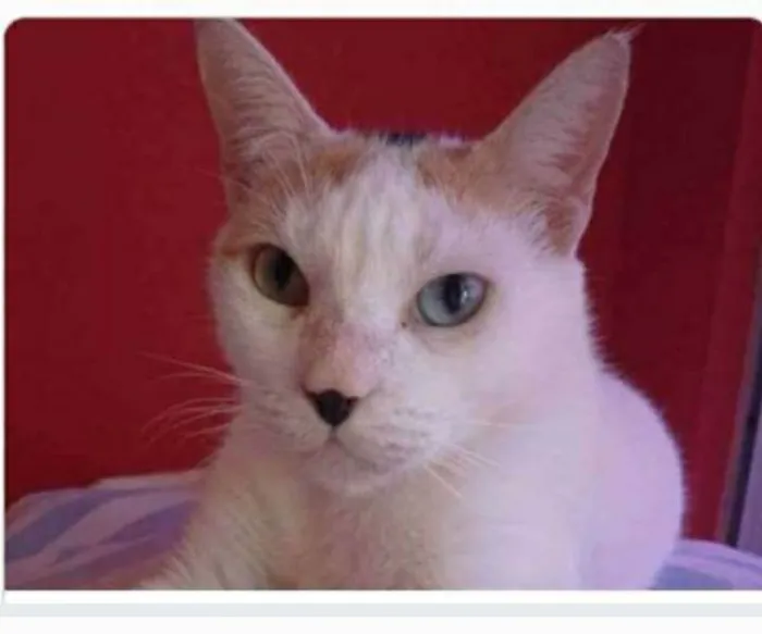Gato ra a srd tricolor idade 1 ano nome EMMA