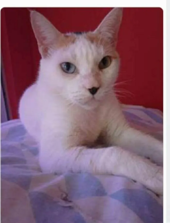 Gato ra a srd tricolor idade 1 ano nome EMMA