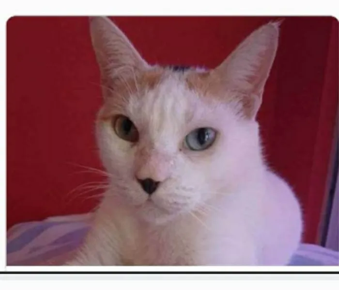 Gato ra a srd tricolor idade 1 ano nome EMMA