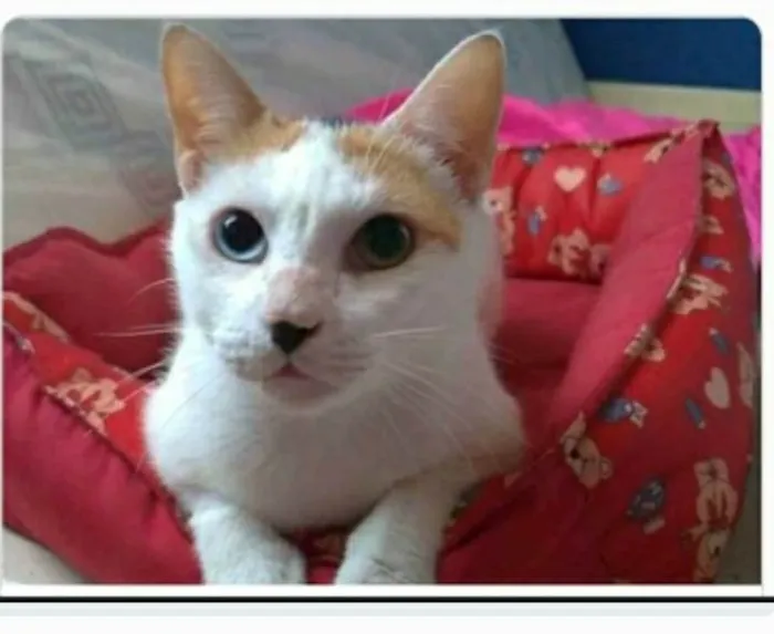 Gato ra a srd tricolor idade 1 ano nome EMMA