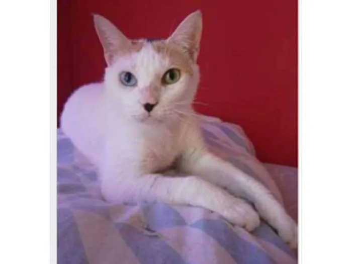 Gato ra a srd tricolor idade 1 ano nome EMMA