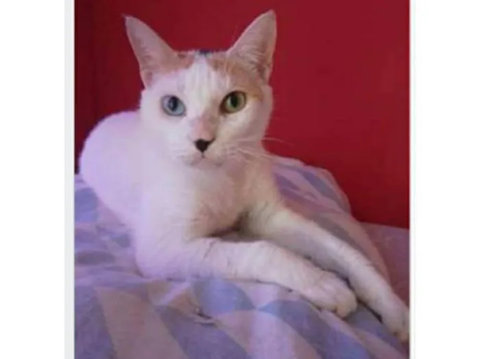 Gato ra a srd tricolor idade 1 ano nome EMMA