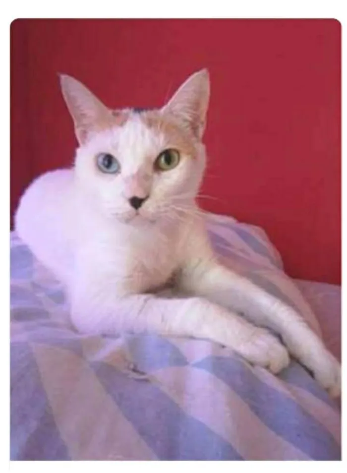 Gato ra a srd tricolor idade 1 ano nome EMMA