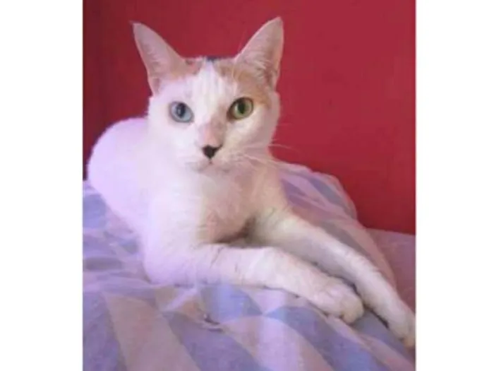 Gato ra a srd tricolor idade 1 ano nome EMMA