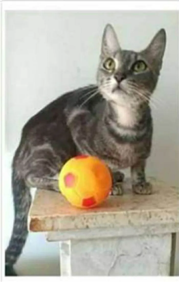Gato ra a srd tigradinha  idade 1 ano nome ADELLY