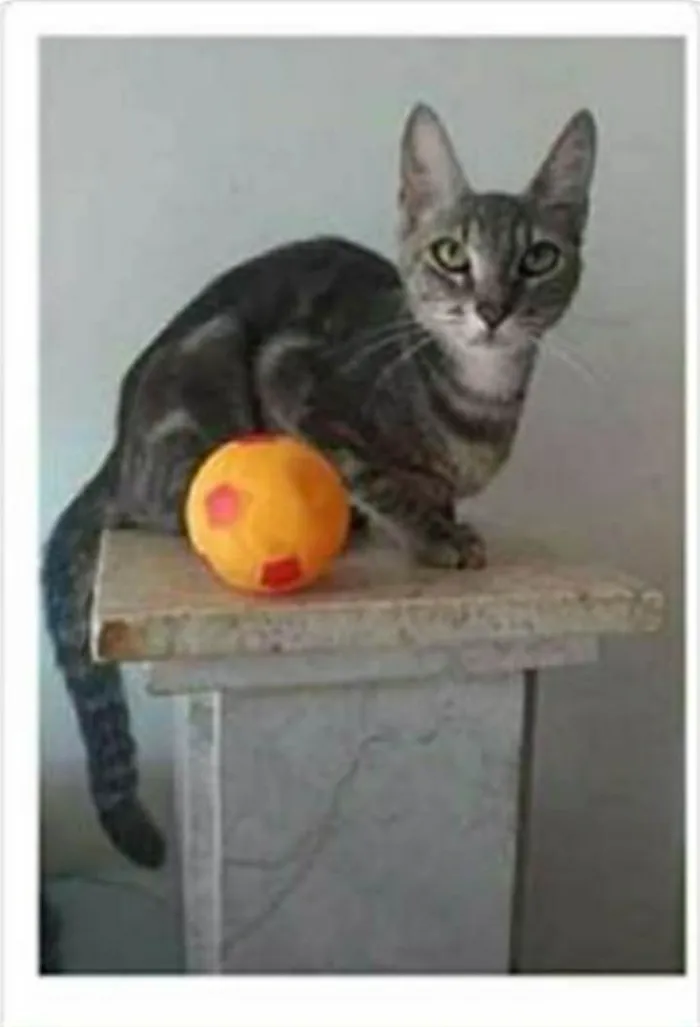 Gato ra a srd tigradinha  idade 1 ano nome ADELLY