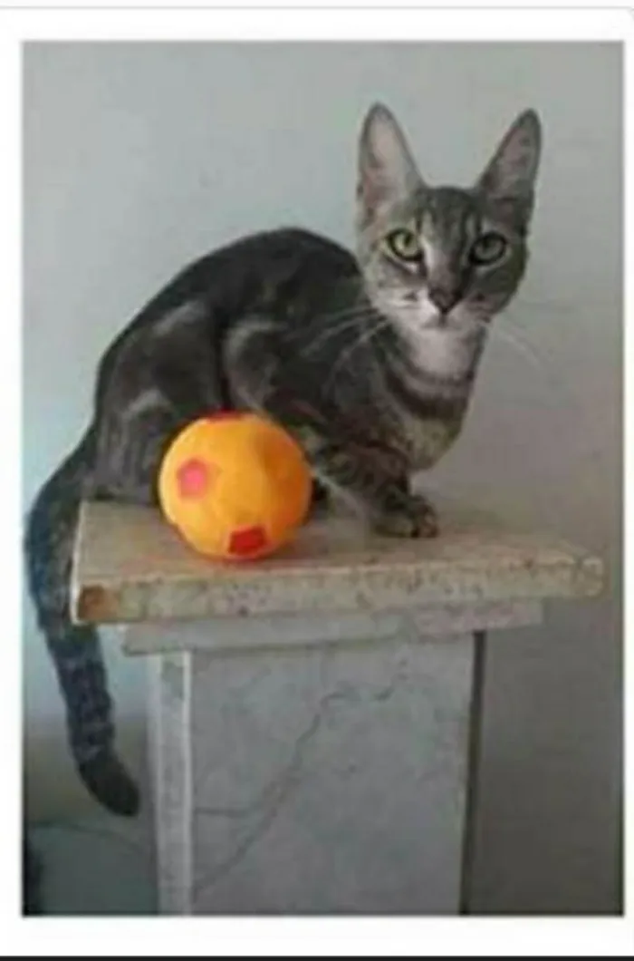 Gato ra a srd tigradinha  idade 1 ano nome ADELLY