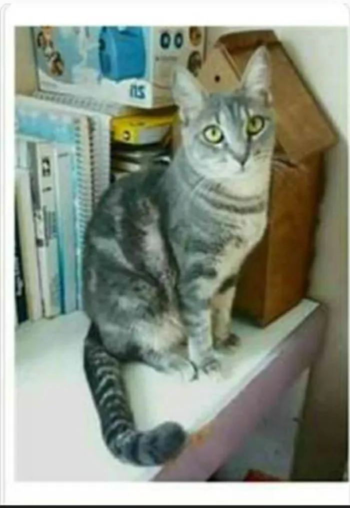 Gato ra a srd tigradinha  idade 1 ano nome ADELLY