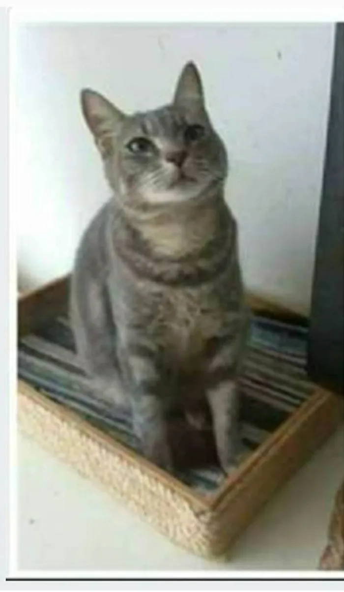 Gato ra a srd tigradinha  idade 1 ano nome ADELLY