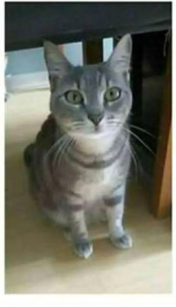 Gato ra a srd tigradinha  idade 1 ano nome ADELLY