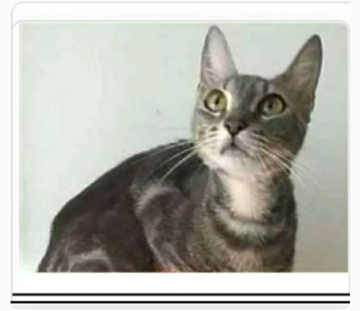 Gato ra a srd tigradinha  idade 1 ano nome ADELLY