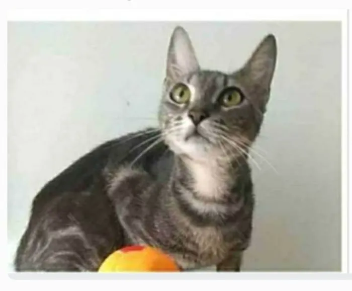 Gato ra a srd tigradinha  idade 1 ano nome ADELLY