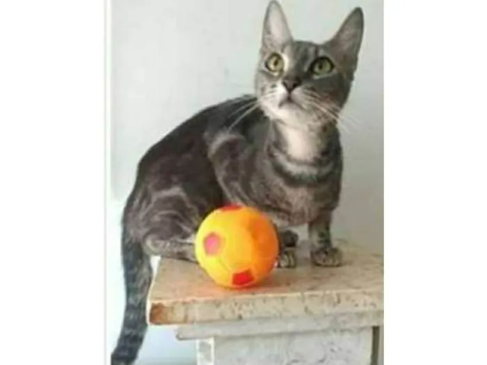 Gato ra a srd tigradinha  idade 1 ano nome ADELLY