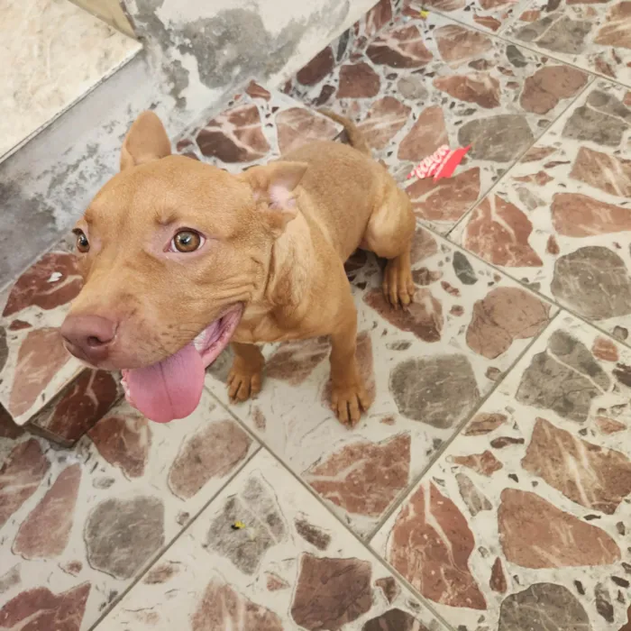 Cachorro ra a American bully idade 2 a 6 meses nome MIKE