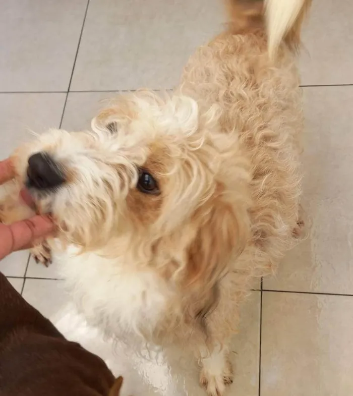 Cachorro ra a SRD-ViraLata idade 2 a 6 meses nome Mel