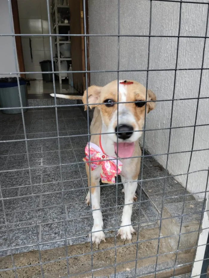 Cachorro ra a SRD-ViraLata idade 2 a 6 meses nome Mel