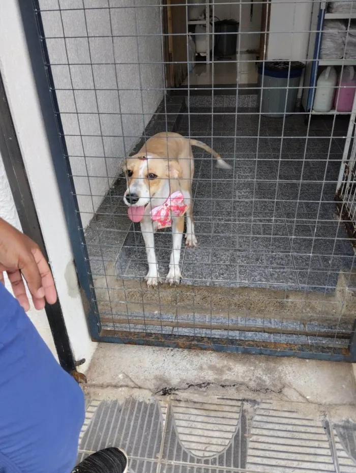 Cachorro ra a SRD-ViraLata idade 2 a 6 meses nome Mel