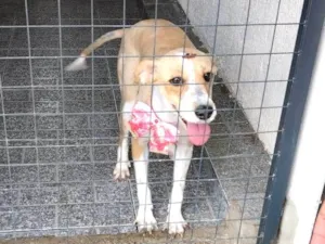 Cachorro raça SRD-ViraLata idade 2 a 6 meses nome Mel