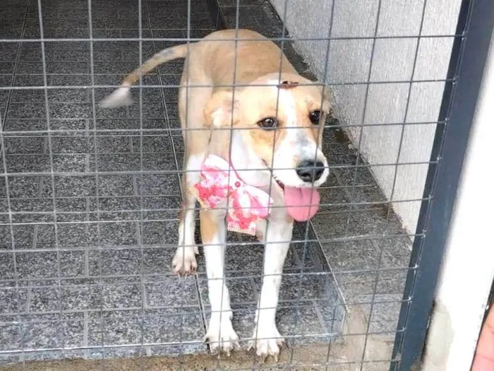 Cachorro ra a SRD-ViraLata idade 2 a 6 meses nome Mel