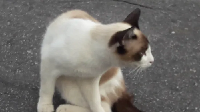 Gato raça SRD-ViraLata idade 7 a 11 meses nome Gato Matias