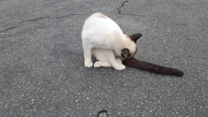 Gato raça SRD-ViraLata idade 7 a 11 meses nome Gato Matias