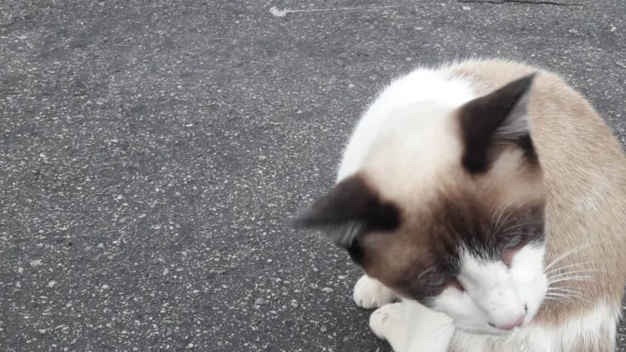 Gato raça SRD-ViraLata idade 7 a 11 meses nome Gato Matias