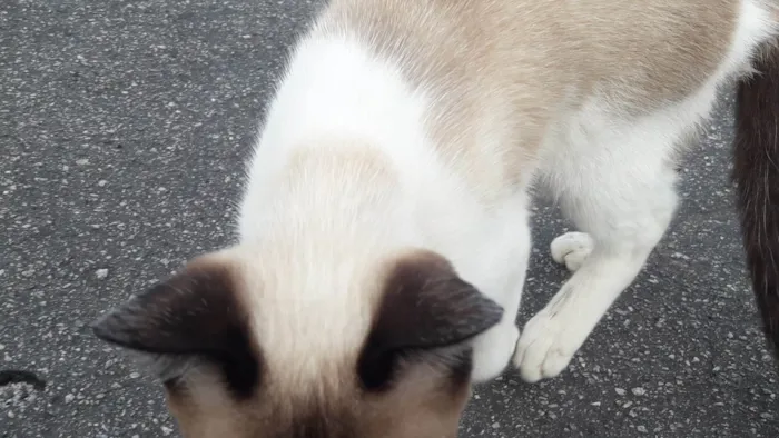 Gato raça SRD-ViraLata idade 7 a 11 meses nome Gato Matias