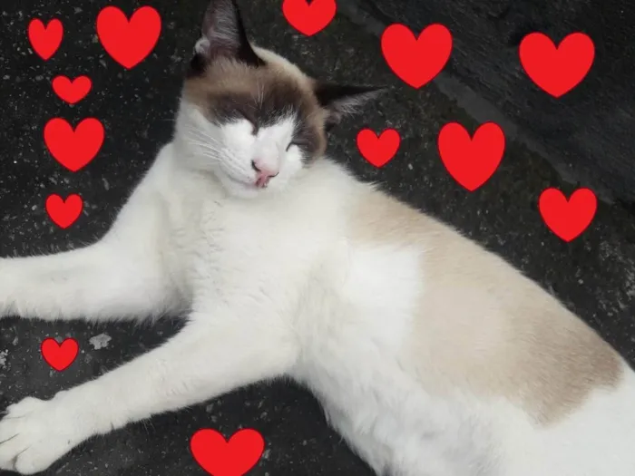 Gato raça SRD-ViraLata idade 7 a 11 meses nome Gato Matias