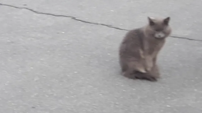 Gato ra a SRD-ViraLata idade 1 ano nome Cizinha