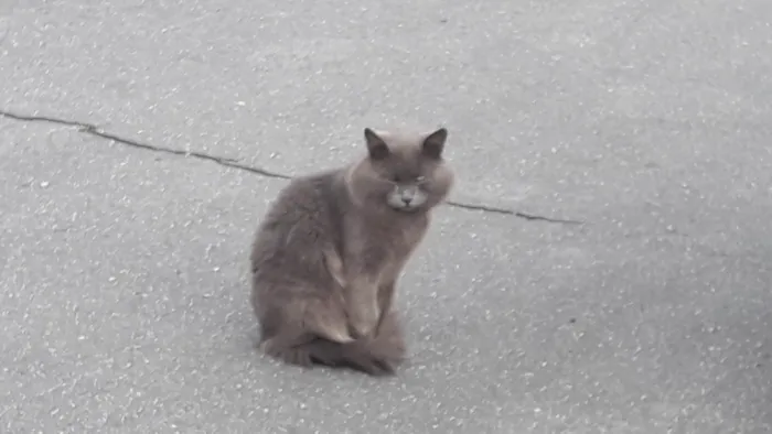 Gato ra a SRD-ViraLata idade 1 ano nome Cizinha