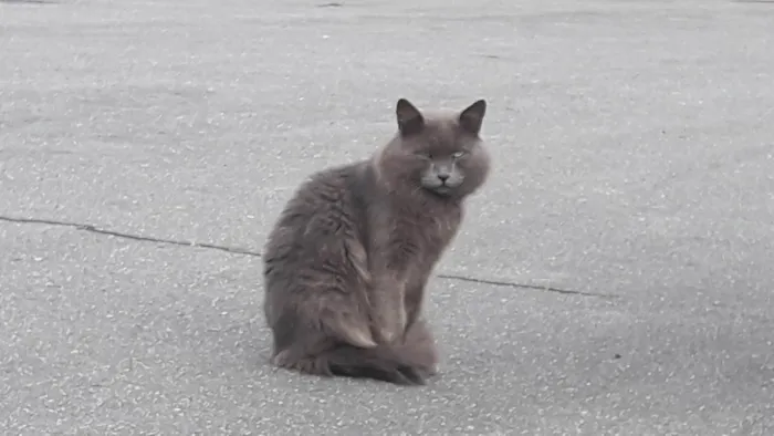 Gato ra a SRD-ViraLata idade 1 ano nome Cizinha