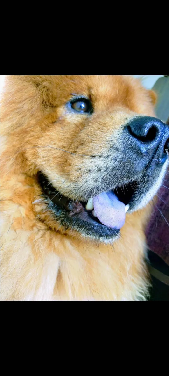 Cachorro ra a Chow chow idade 5 anos nome Zeus