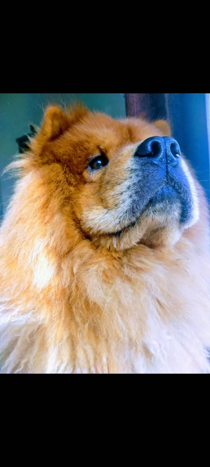 Cachorro ra a Chow chow idade 5 anos nome Zeus