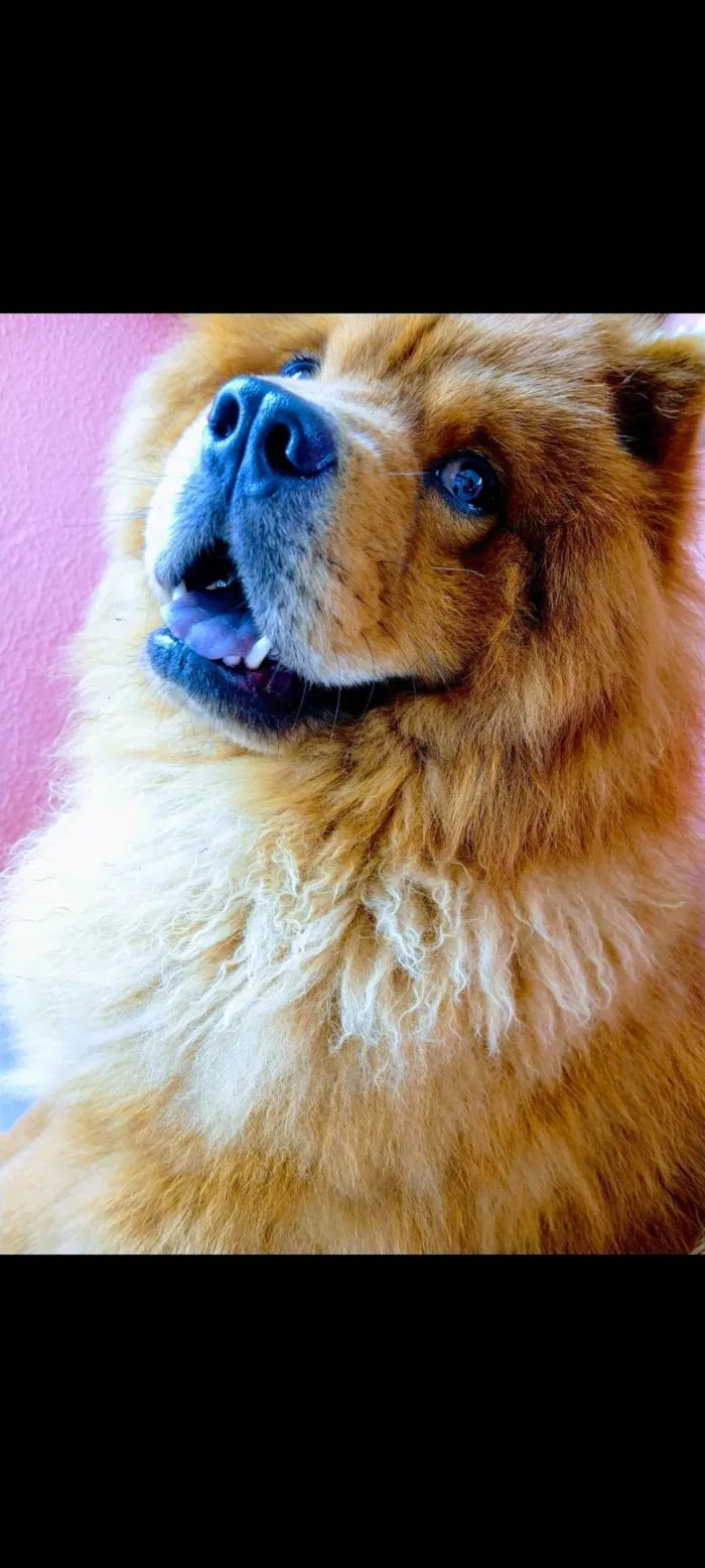 Cachorro ra a Chow chow idade 5 anos nome Zeus