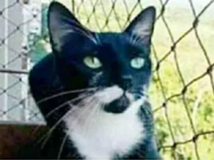 Gato raça srd frajolinha  idade 1 ano nome ELISA 