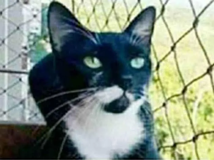 Gato ra a srd frajolinha  idade 1 ano nome ELISA 