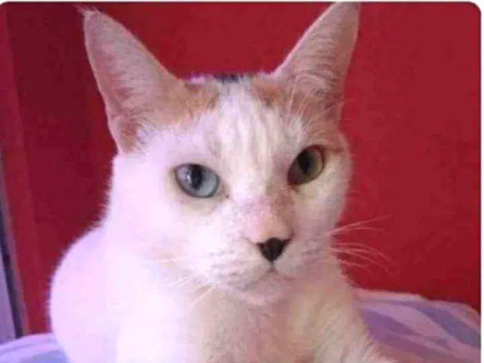 Gato ra a srd tricolor idade 1 ano nome EMMA