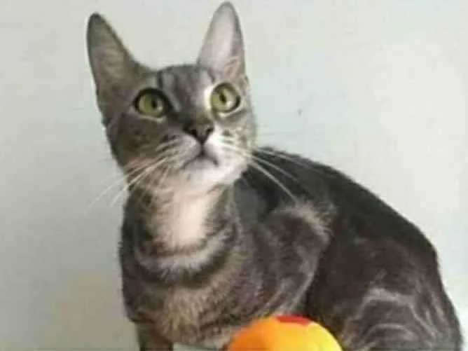 Gato ra a srd tigradinha  idade 1 ano nome ADELLY
