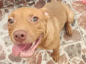 Cachorro raça American bully idade 2 a 6 meses nome MIKE